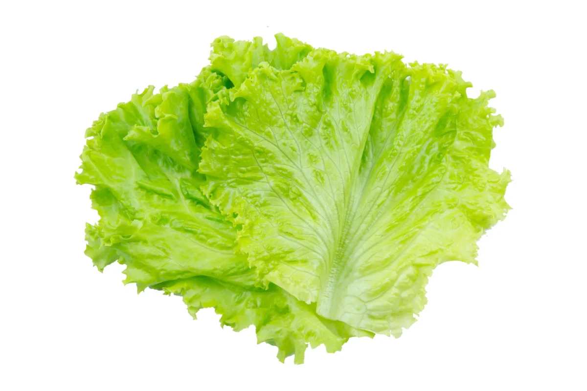Lettuce - Image 1